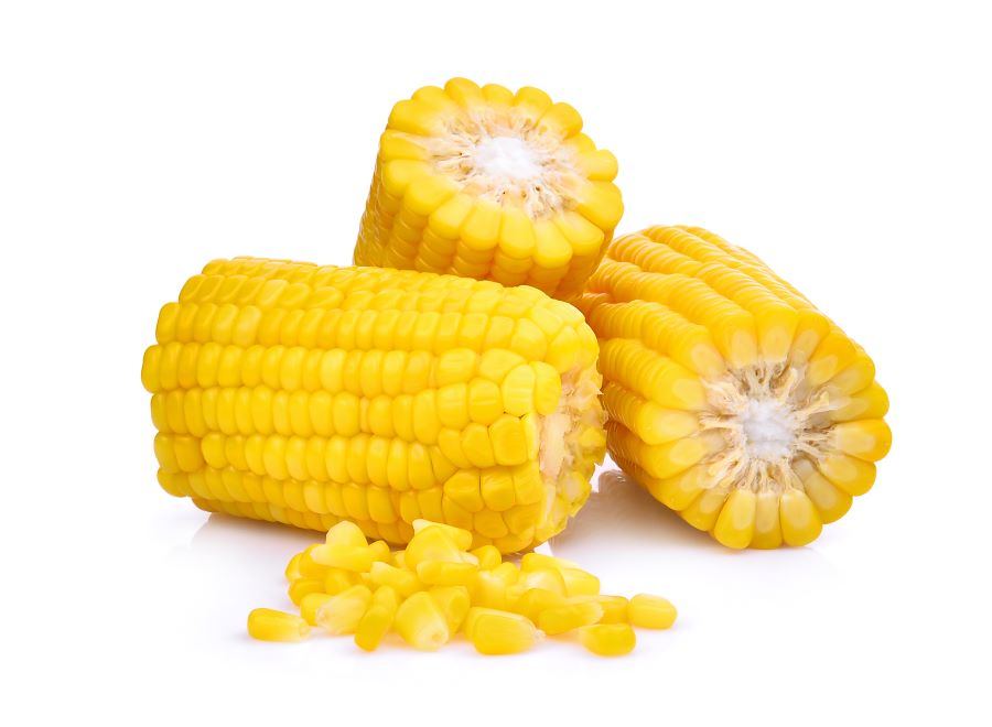 group of corn cobs