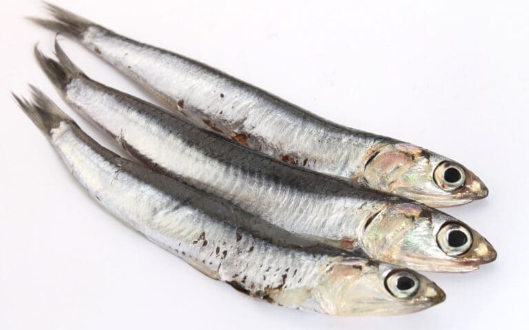 Shore Mariner Whole Anchovies, a type of frozen seafood, displayed on a white surface.